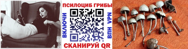 Псилоцибиновые грибы Psilocybe  наркотики  блэк спрут рабочий сайт  Никольск 